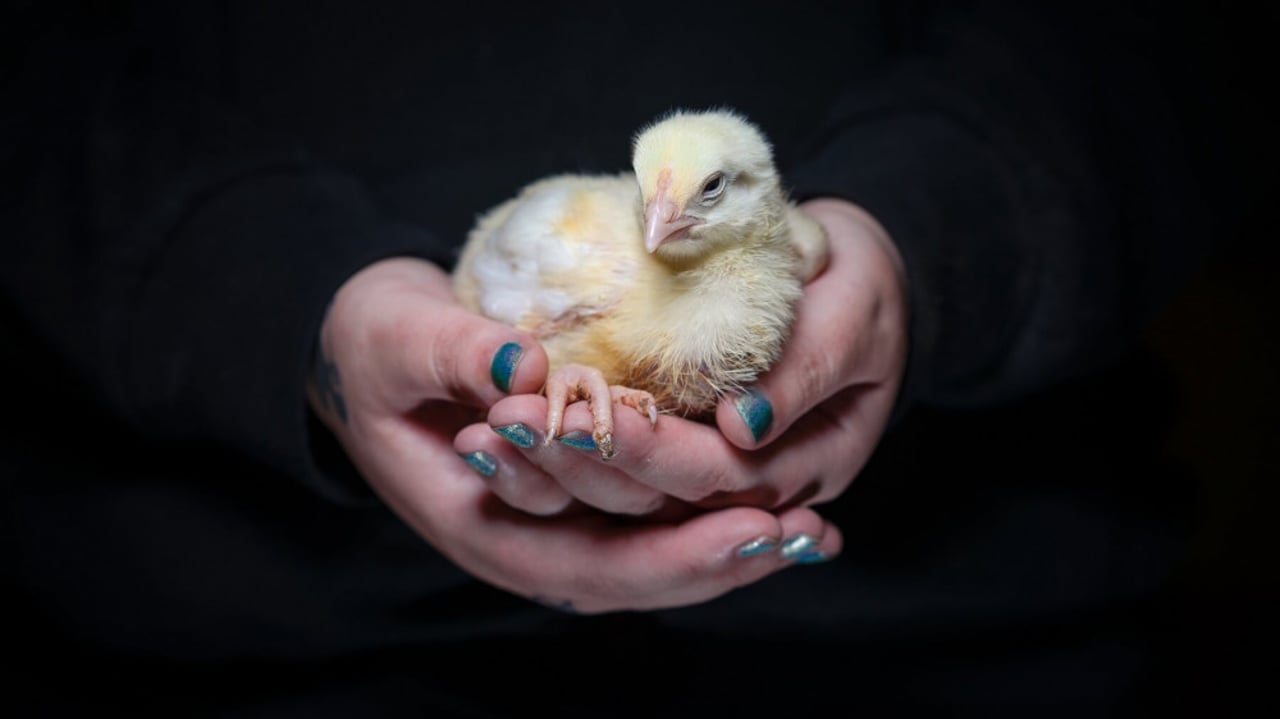 Australian rescued broiler chicken. Credit Dillon Watkin
