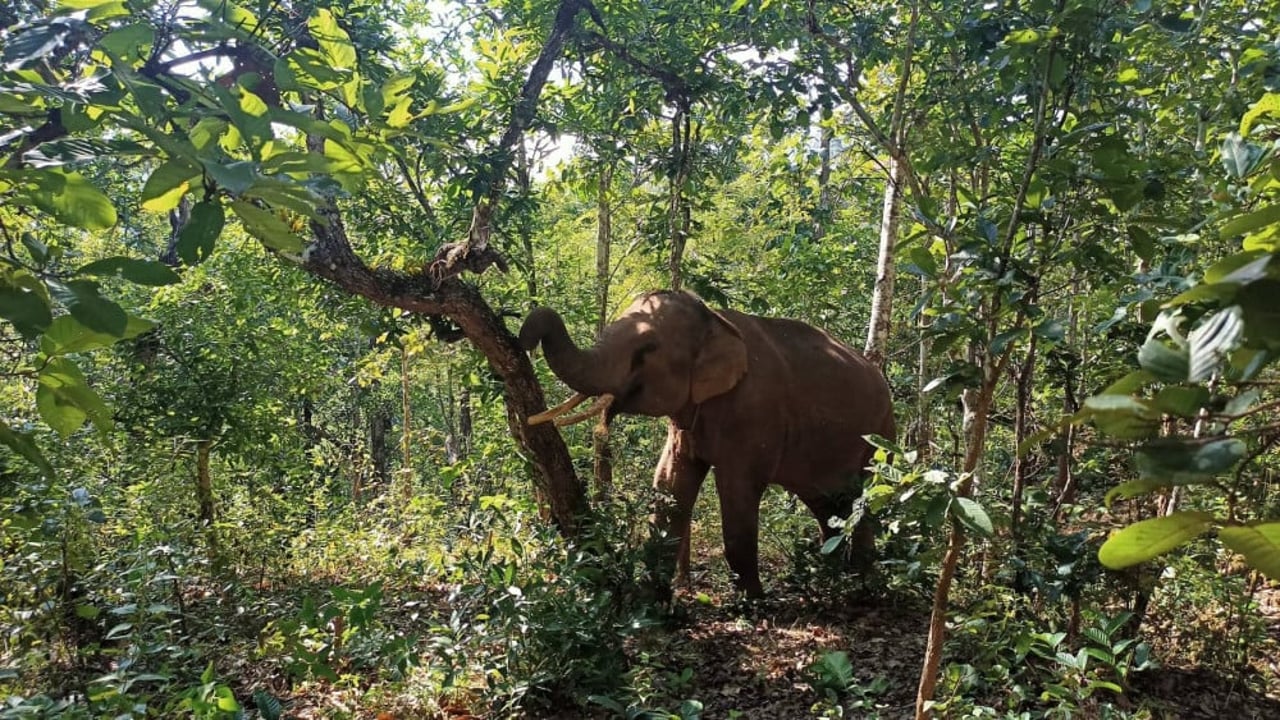 มูลนิธิหัวใจรักษ์ช้าง