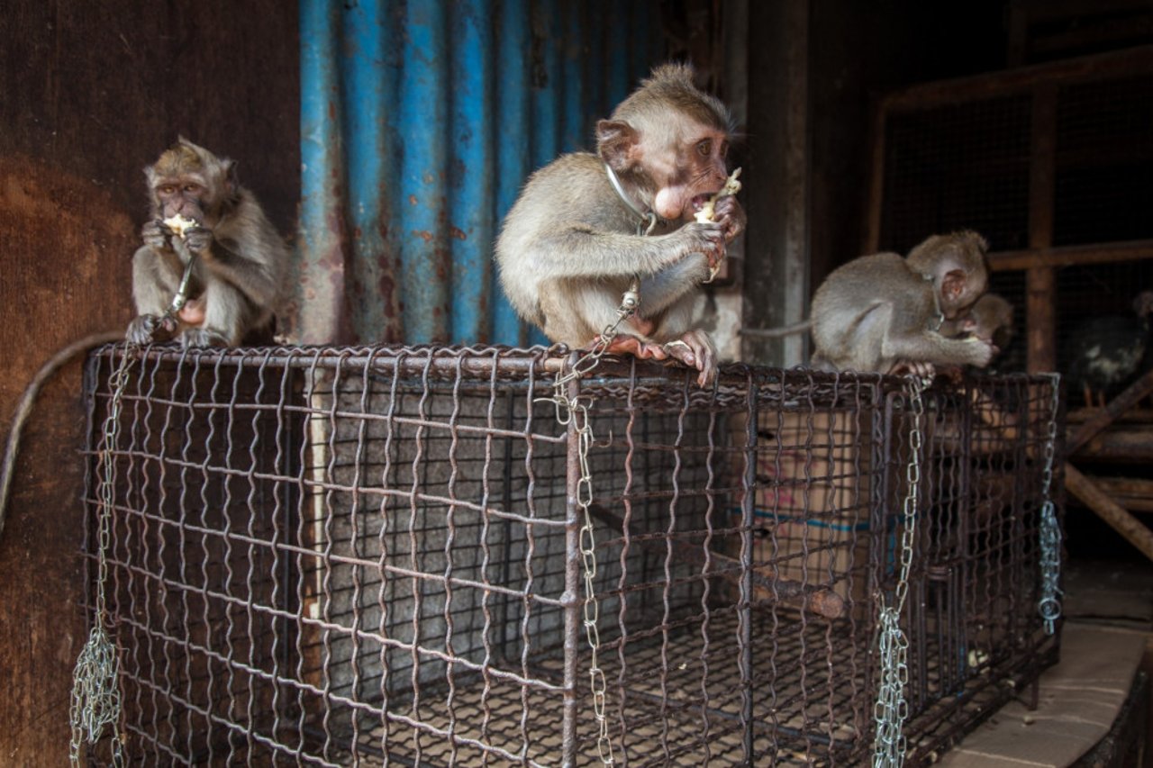 Chained monkeys for sale at market in Bali, Indonesia - World Animal Protection