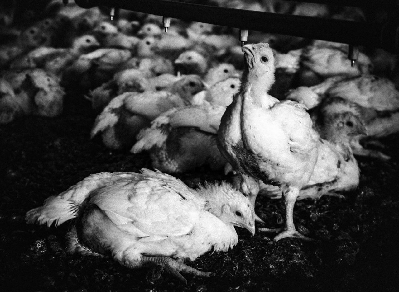 Chickens - World Animal Protection