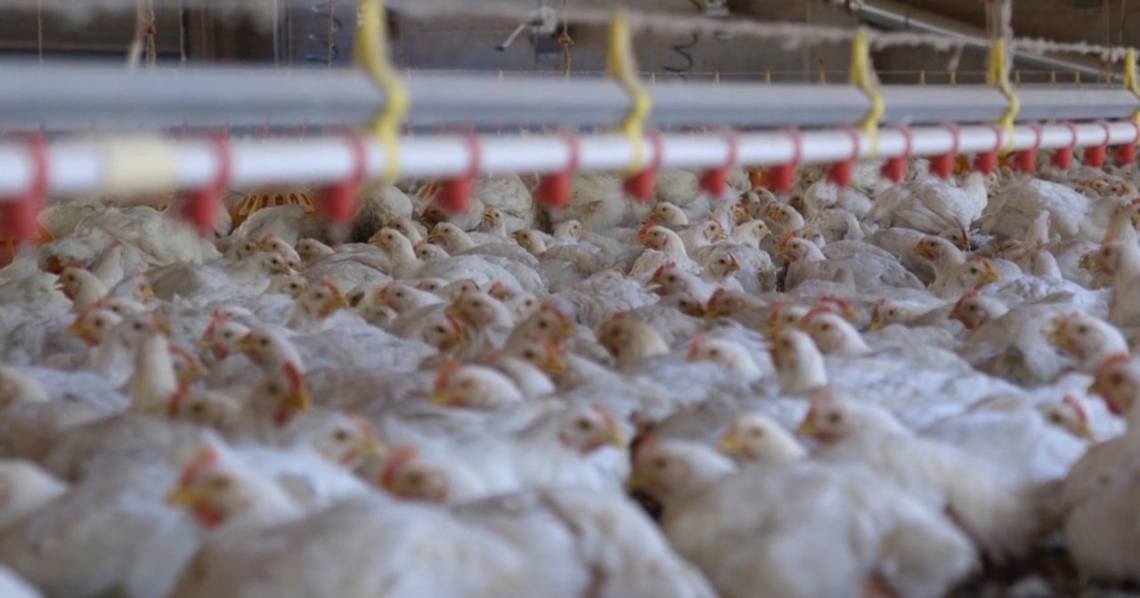 Chickens crammed together on factory farm - World Animal Protection - Animals in farming