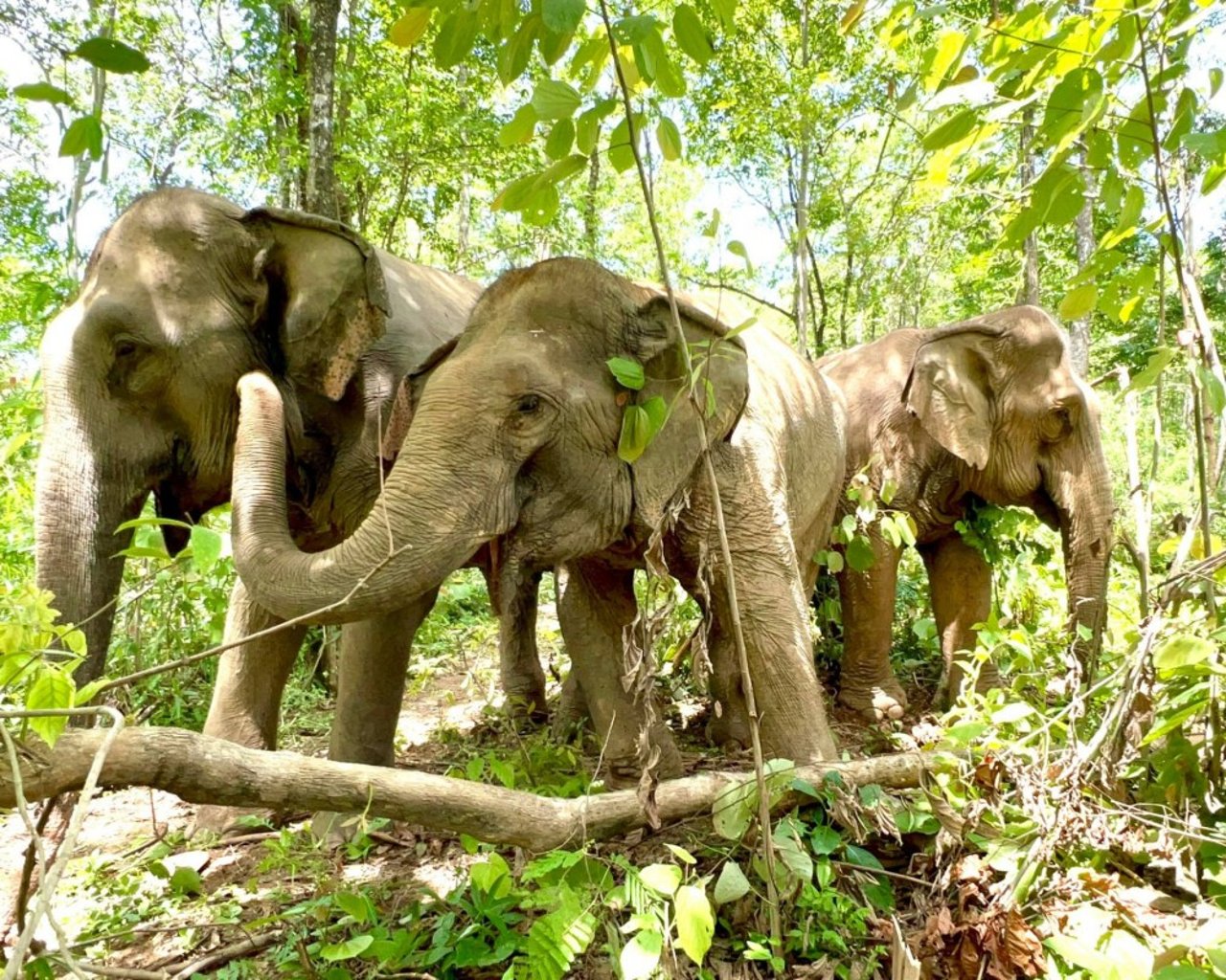 Boon Lott’s Elephant Sanctuary (BLES) หรือศูนย์บริบาลช้างบุญรอด