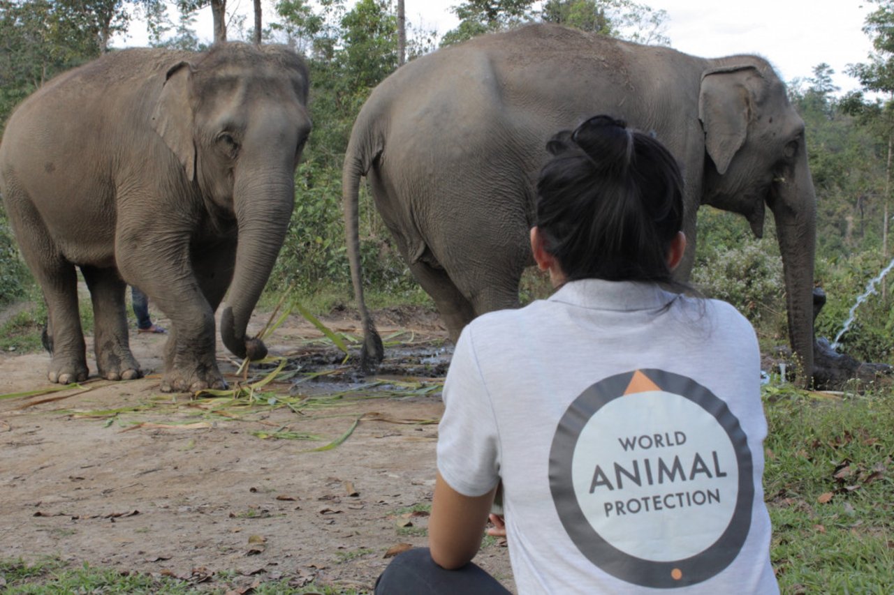 Dee Kenyon with elephants at elephant friendly venue ChangChill