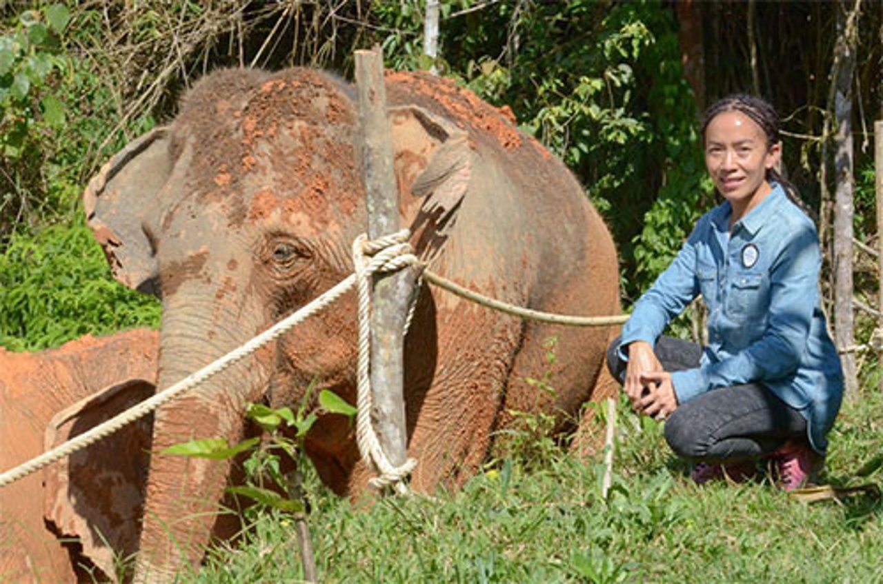 Elephant tourism