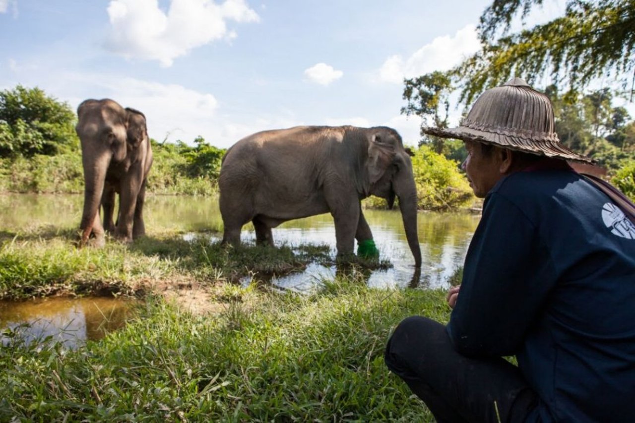 elephant-china2