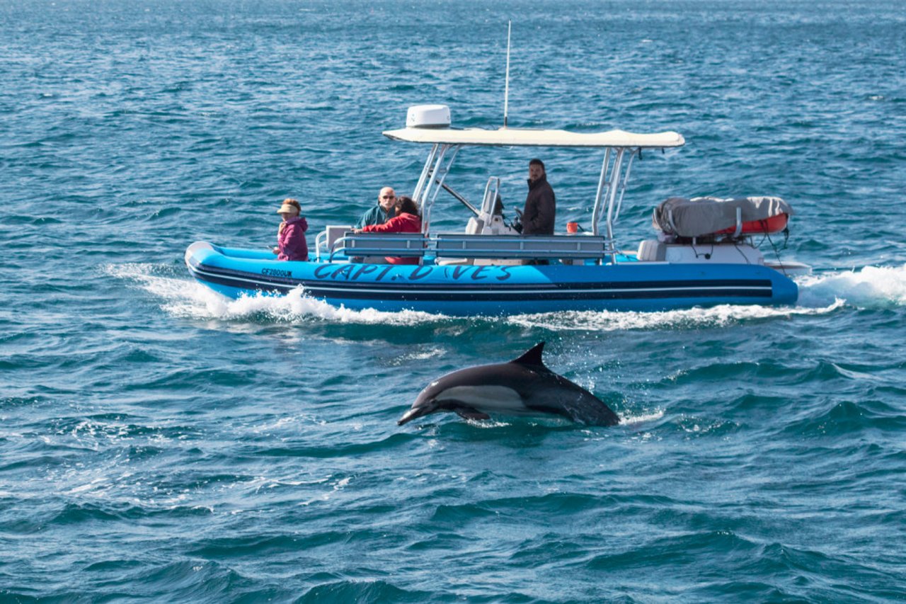 Boat and dolphin in Dana Point, USA - Capt. Dave