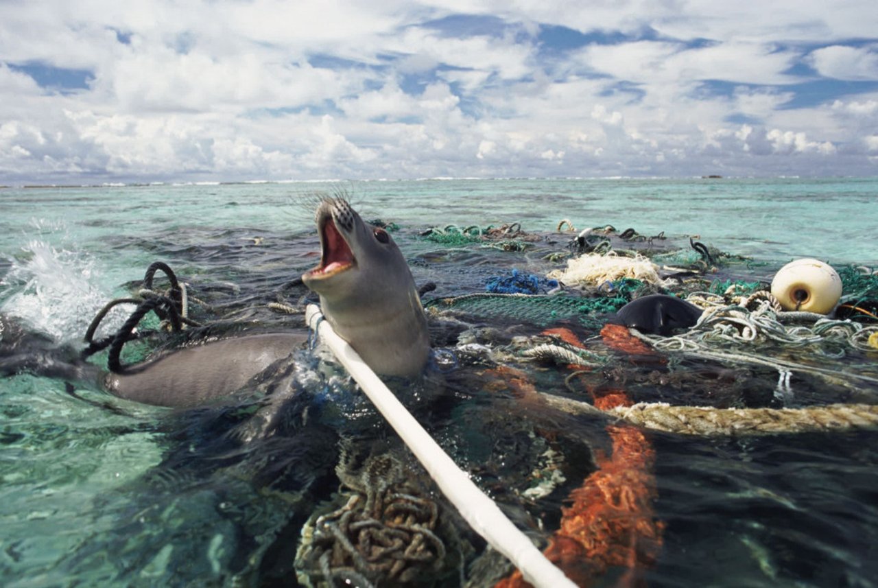 hawaiian_monk_seal