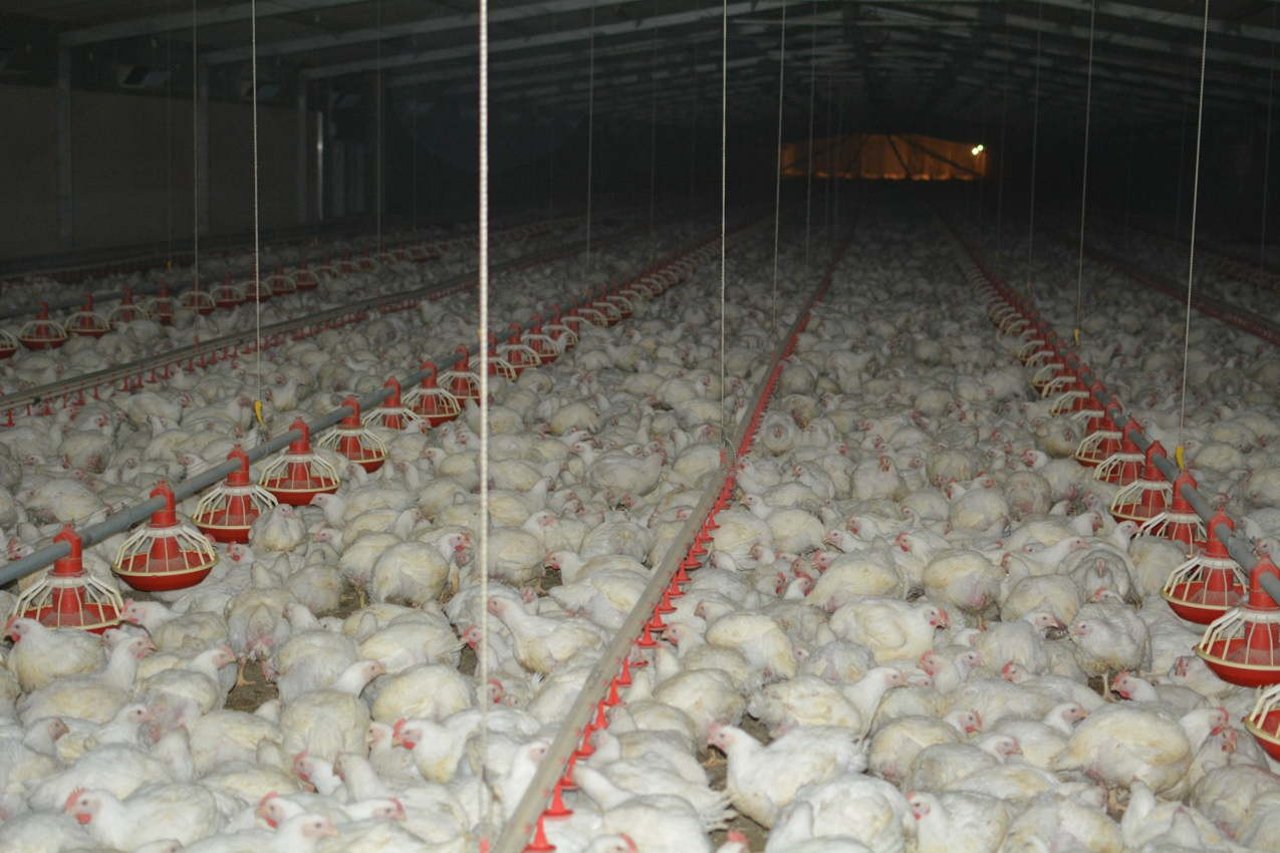 Chicken factory farm from South Australia