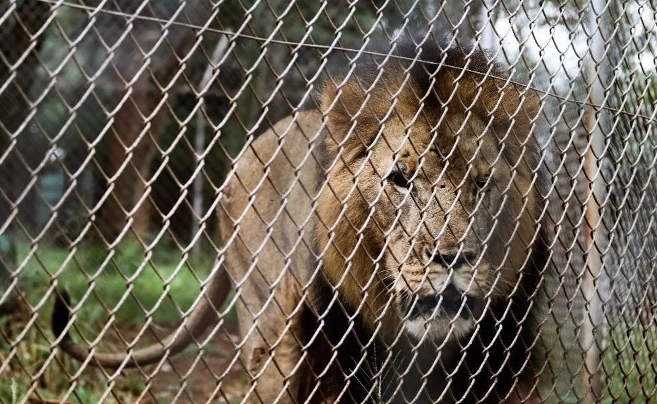 Lion cub at a lion farm in South Africa. Credit: Pippa Hankinson / Blood Lions