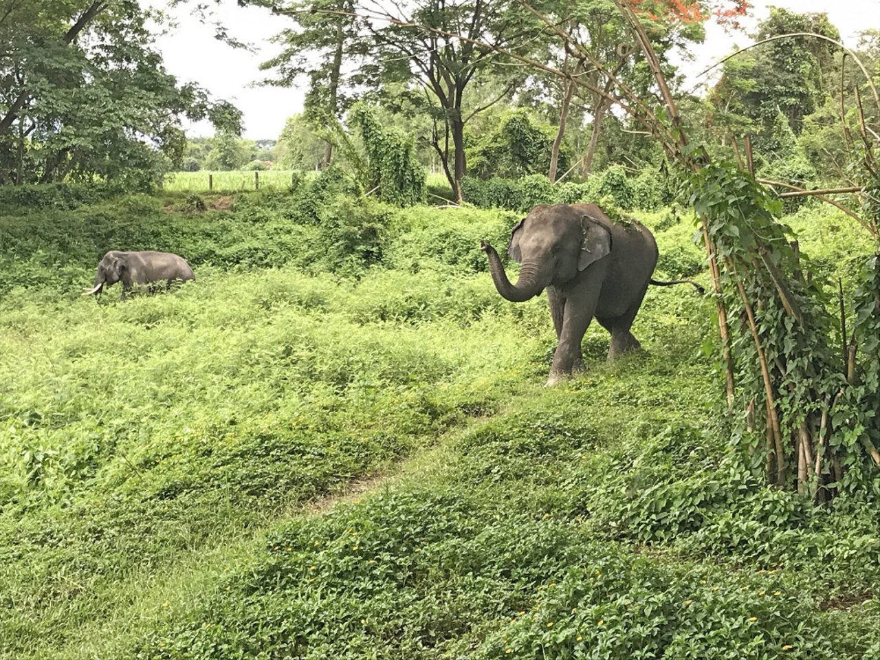 Elephant Valley Thailand