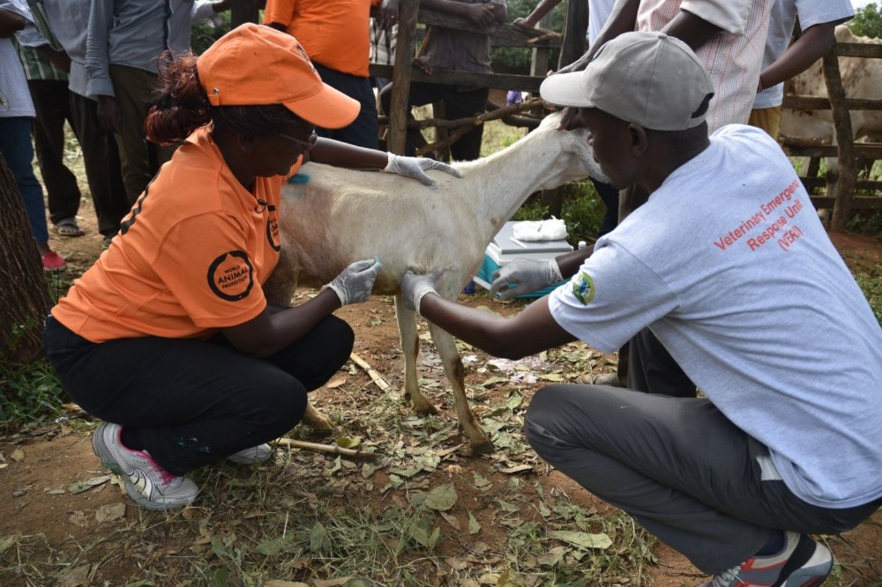 judy_kimaru_and_julius_kipgeyoni_treat_a_goat_in_makueni_county