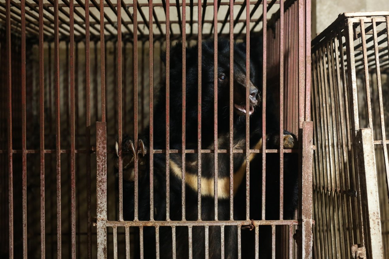 A bear being lifted into a truck on way to sanctuary.