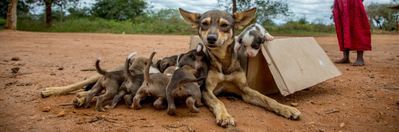mother_dog_and_puppies_in_box_rs