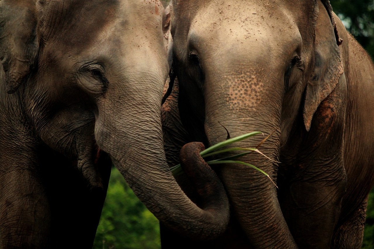 Elefanten Ya Bu nyder livet i elefantreservatet Mahouts Elephant Foundation