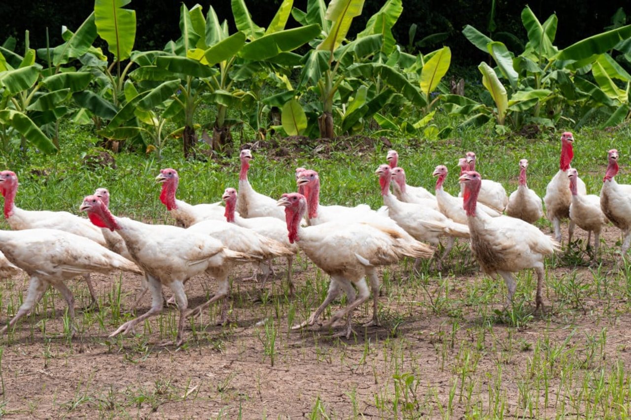 คลองไผ่ฟาร์ม (Klong Phai Farm)