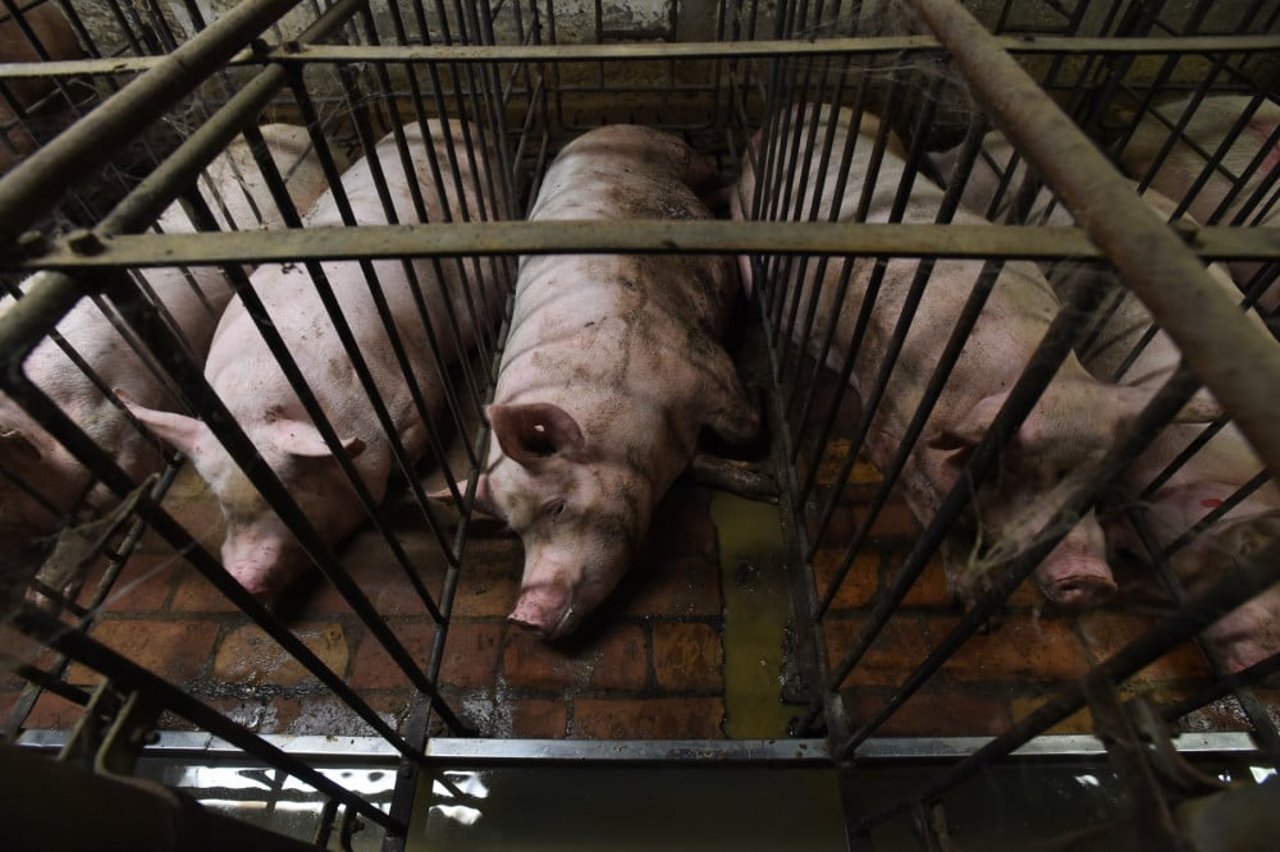 Pigs in cages