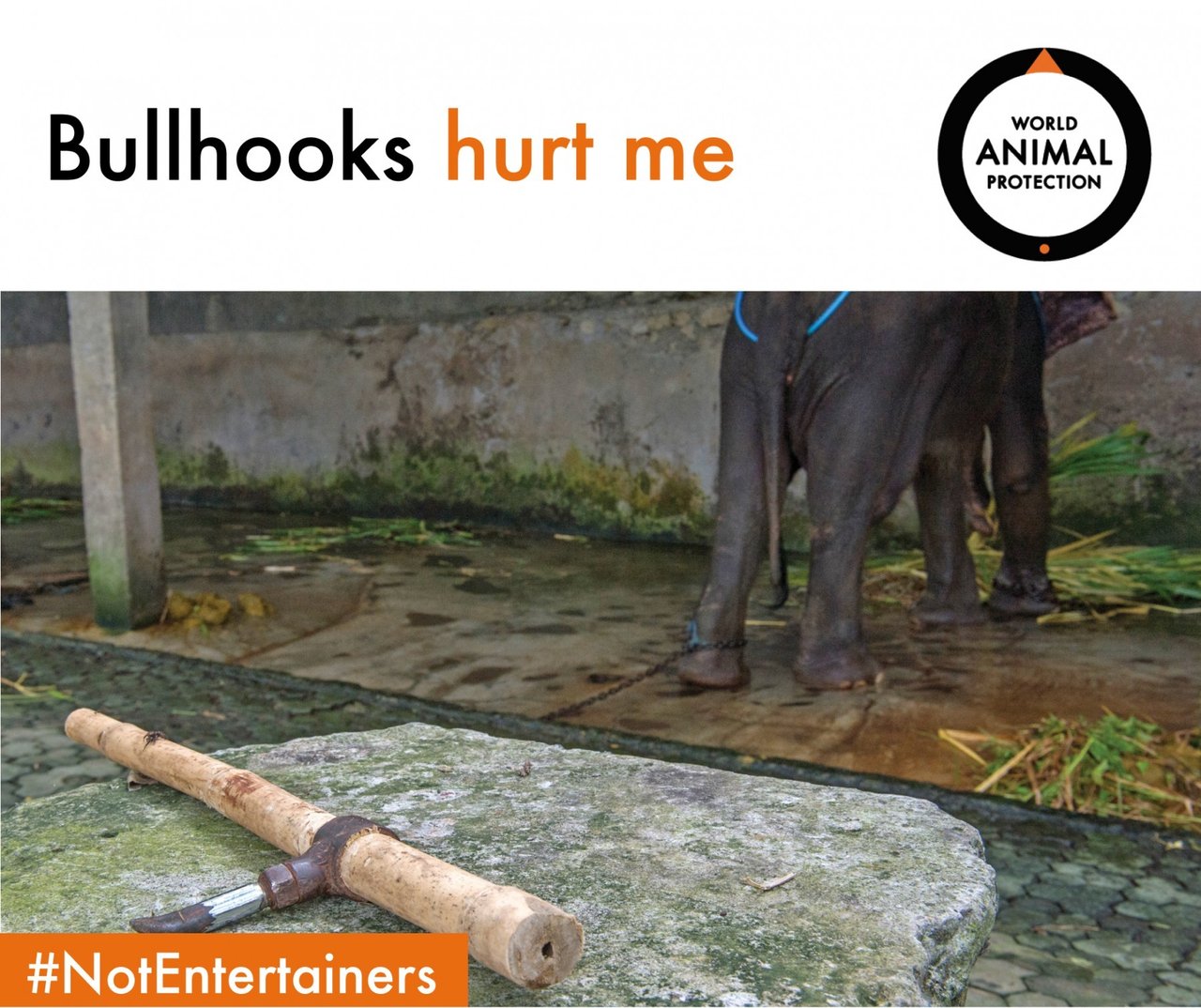 Bullhooks hurt elephants 