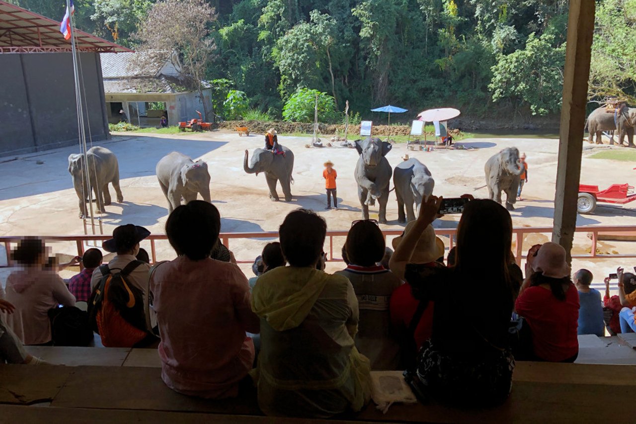 A crowd of spectators watch an elephant show featuring five captive elephants in Thailand.