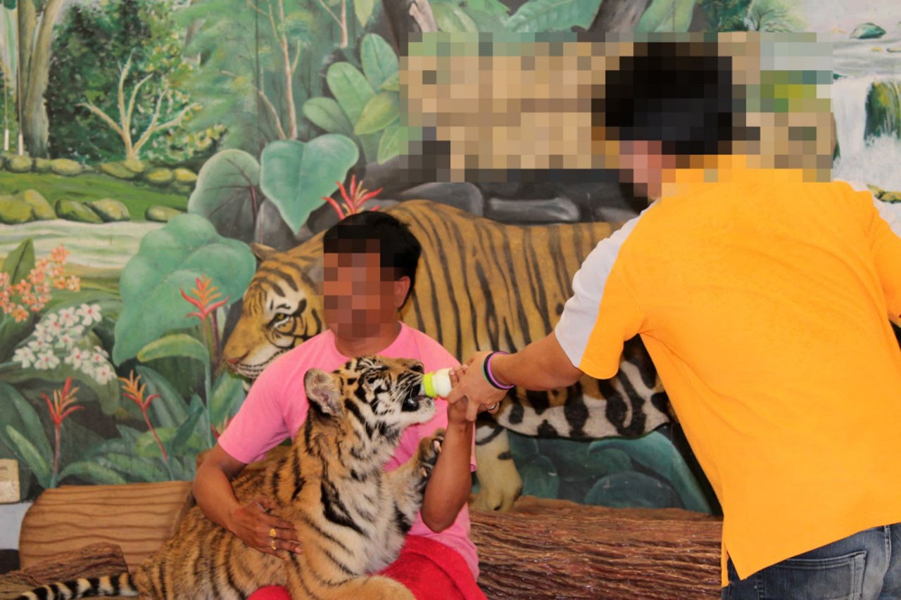 Touist taking photo with tiger at wildlife attraction - Wildlife. Not entertainers - World Animal Protection