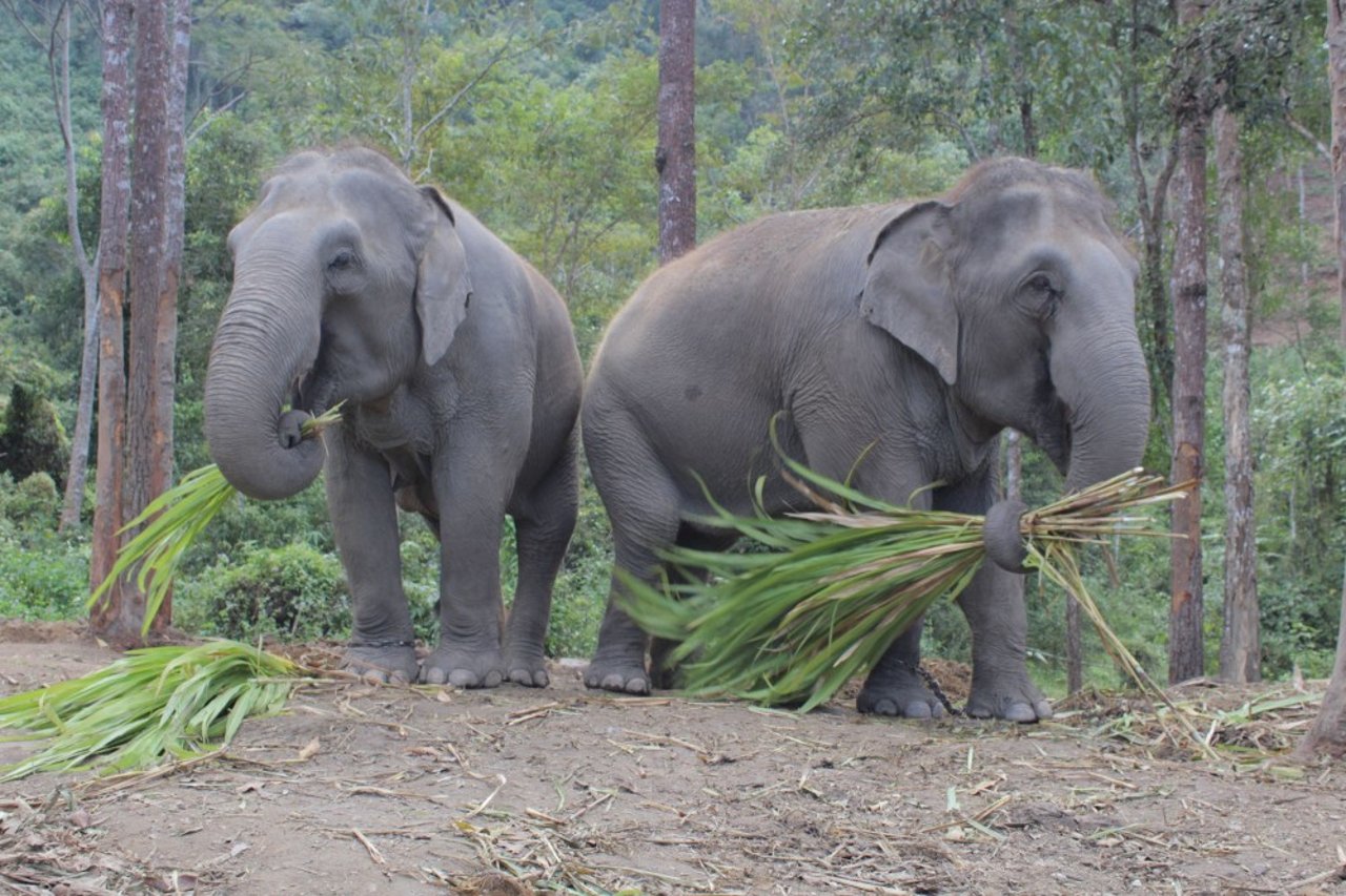 Two elephants at ChangChill (formerly Happy Elephant Care Valley) in Thailand - World Animal Protection - Wildlife. Not entertainers
