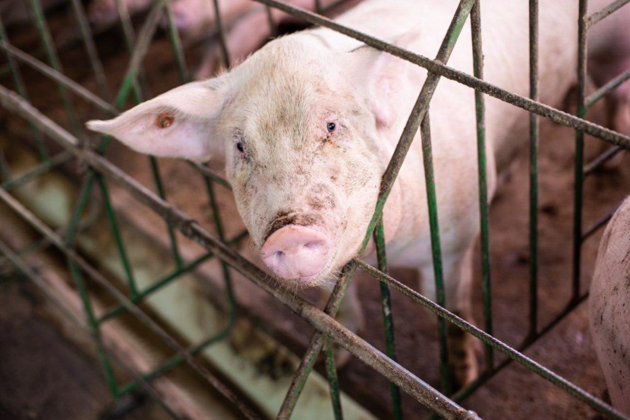 pig in cage