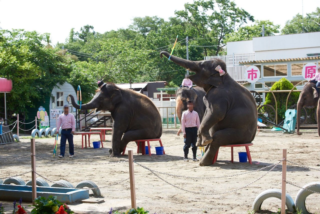 Elephants Gee Chreng and Ning Wan at Elephant Valley Project. 