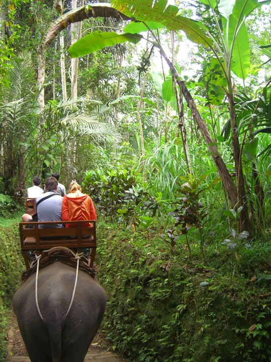 Tourists ride an elephant in a forest in asia