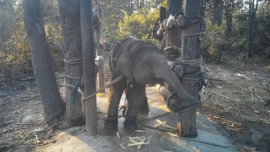 Baby elephant restrained