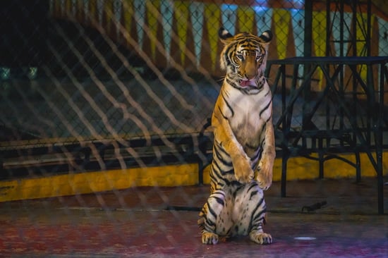 Ban tiger breeding