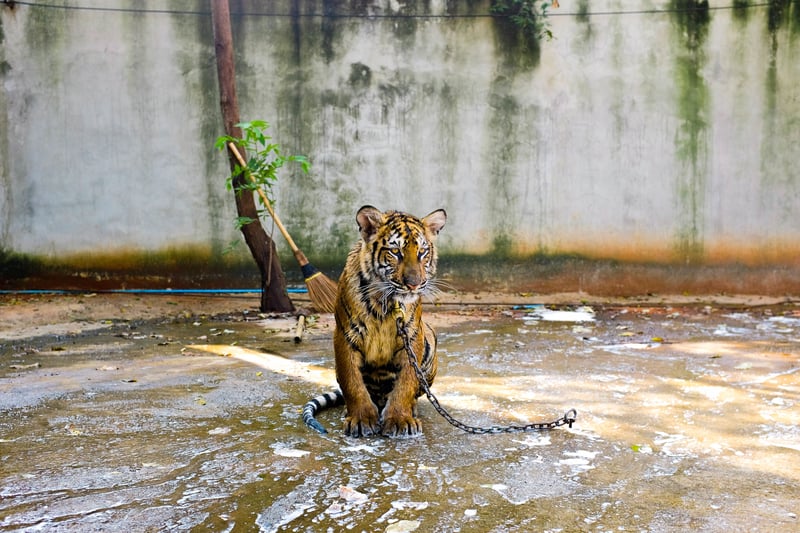 World Animal Protection Thailand