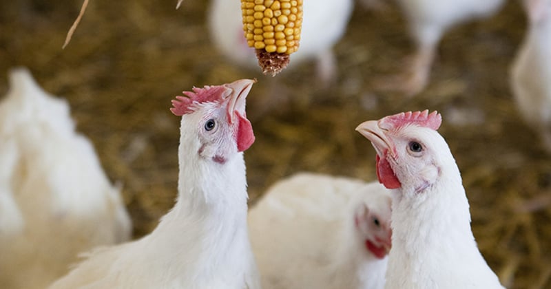 Chickens interacting with sweet corn in a barn on a certified chicken farm in Somerset