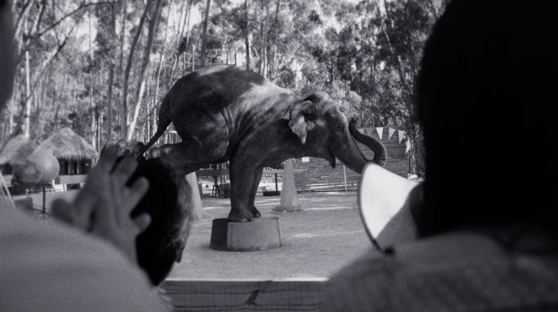 An elephant in captivity performs and balances on a podium for a crowd.