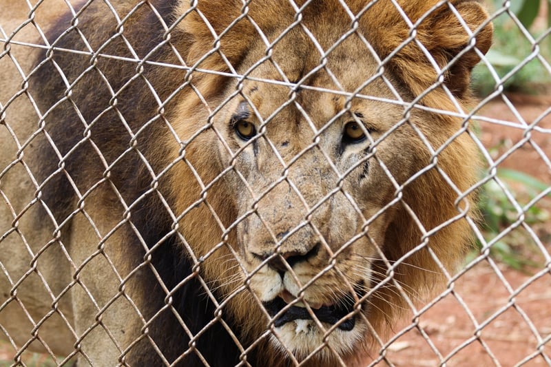 A caged lion