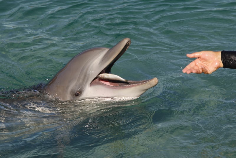 Dolfijn krijgt vis toegeworpen