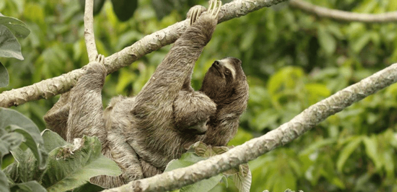 Wild sloth mother and infant sloth in the Amazon