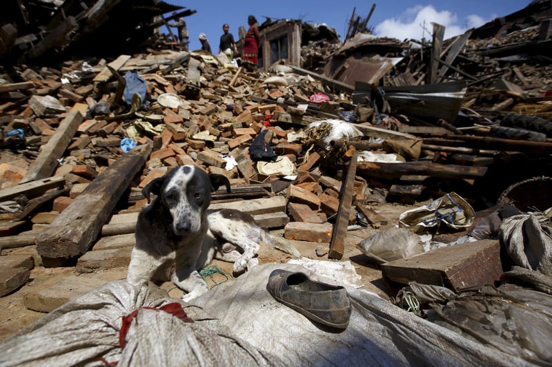 แผ่นดินไหวเนปาล : สัตว์และชุมชนได้รับผลกระทบอย่างรุนแรง