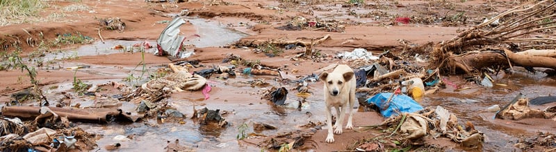 การช่วยเหลือสัตว์ที่กำลังทุกข์ทรมานจากเหตุการณ์โคลนถล่มใน Sierra Leone 