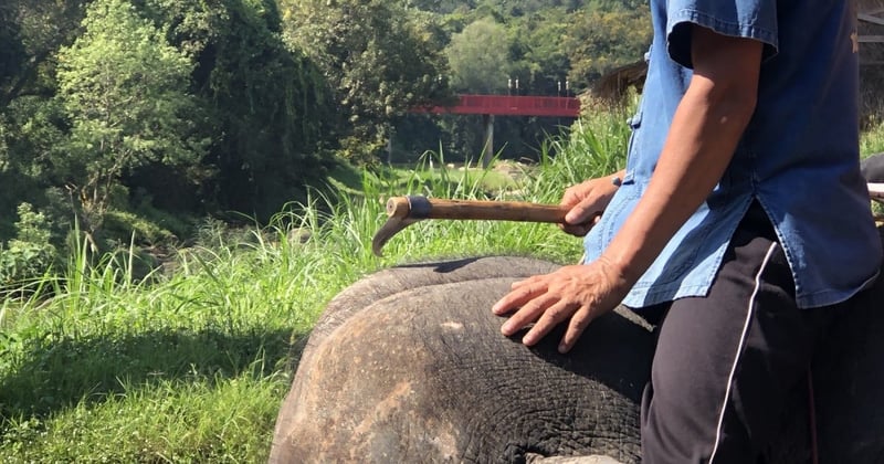 elephant controlled with a bullhook 
