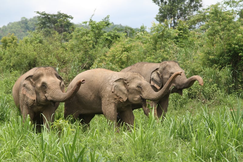 จุดเริ่มต้นของการปลดพันธนาการช้างในประเทศไทย