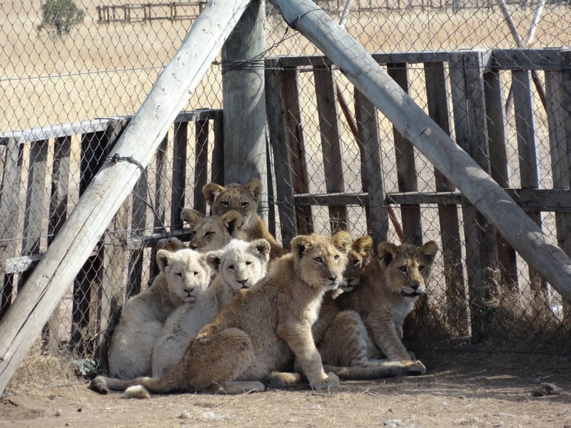 Captive lion cubs