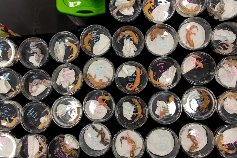 Lizards in plastic tubs at a pet expo - coronavirus statement - World Animal Protection