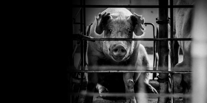 Caged mother pig on a factory farm looking through the bars - World Animal Protection - Wildlife. Not entertainers