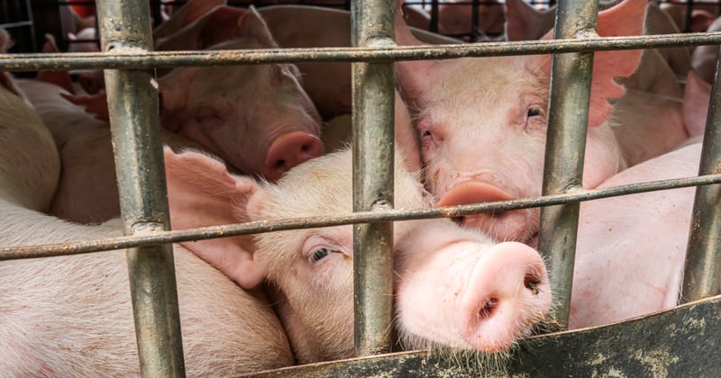 pigs crowded on factory farm