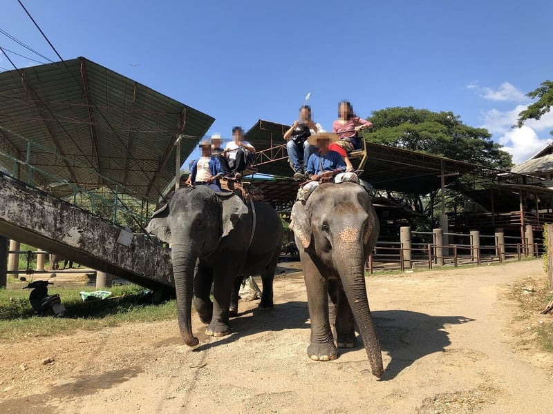 Tourists riding elephants in Thailand