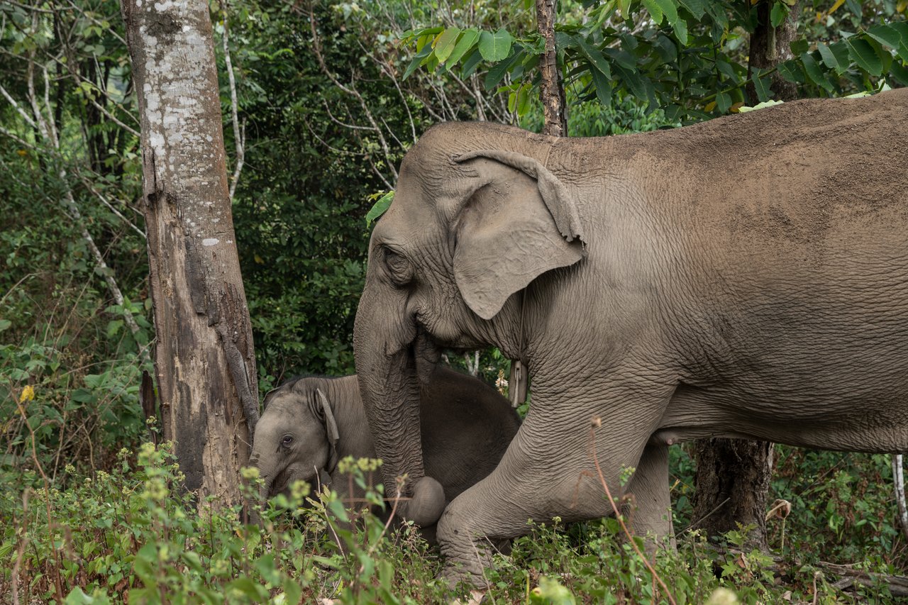 Baby Elephant