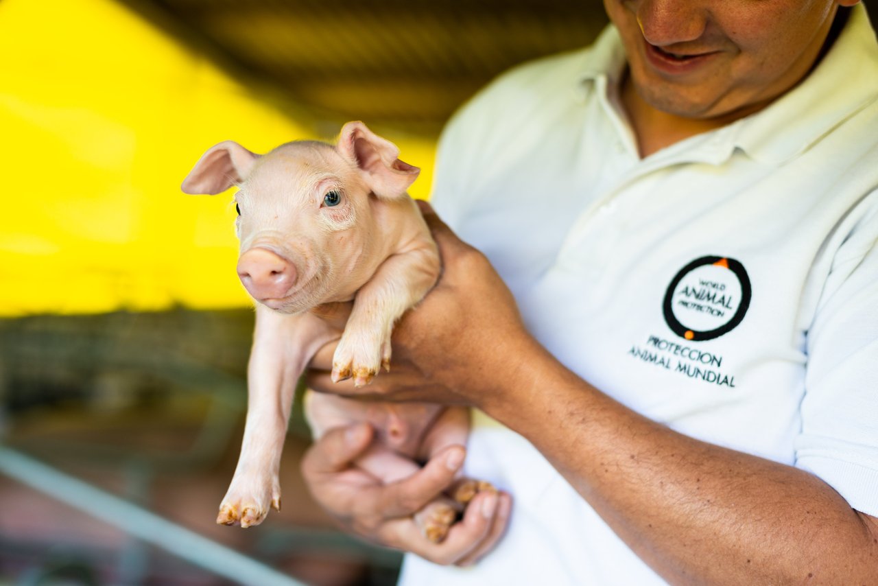 Holding Pig