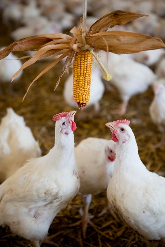 Chicken feeding