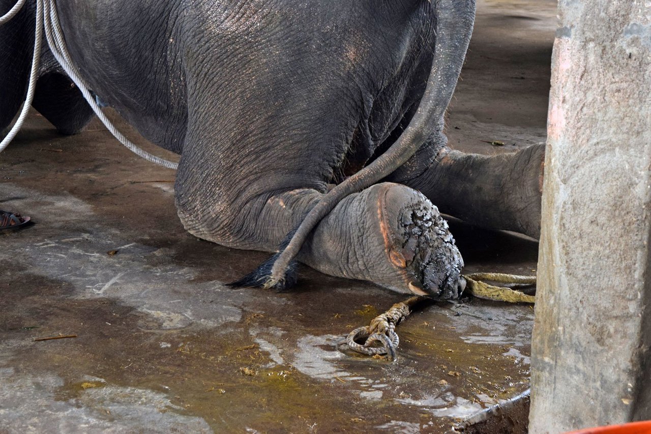 Elephant with damaged soles at Haathi Gaon, Jaipur