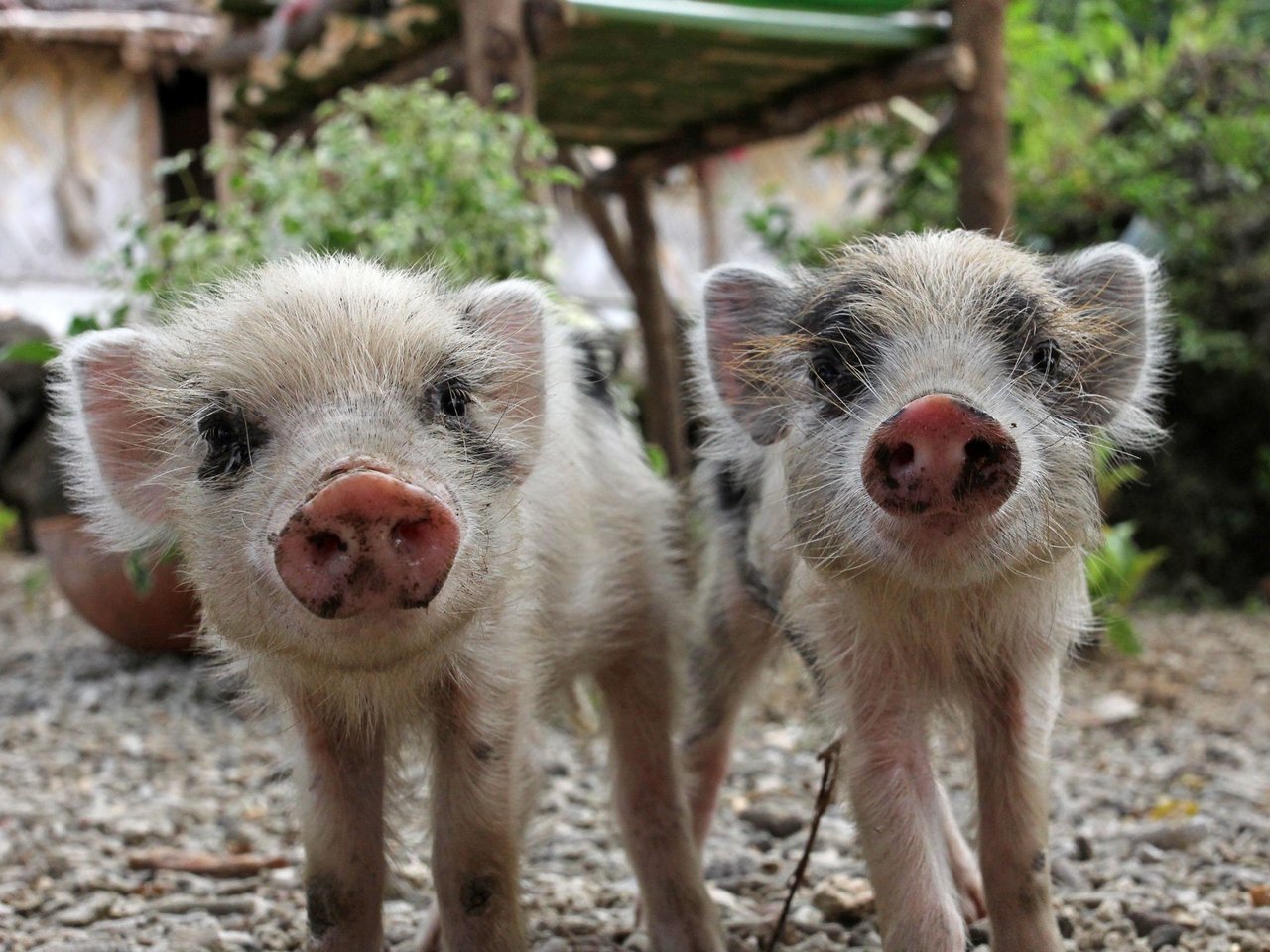 Piglets affected by cylone Lokopui. Epi Island, Vanuatu.