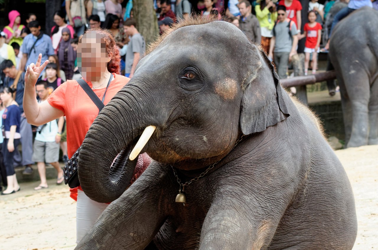 selfie with elephant